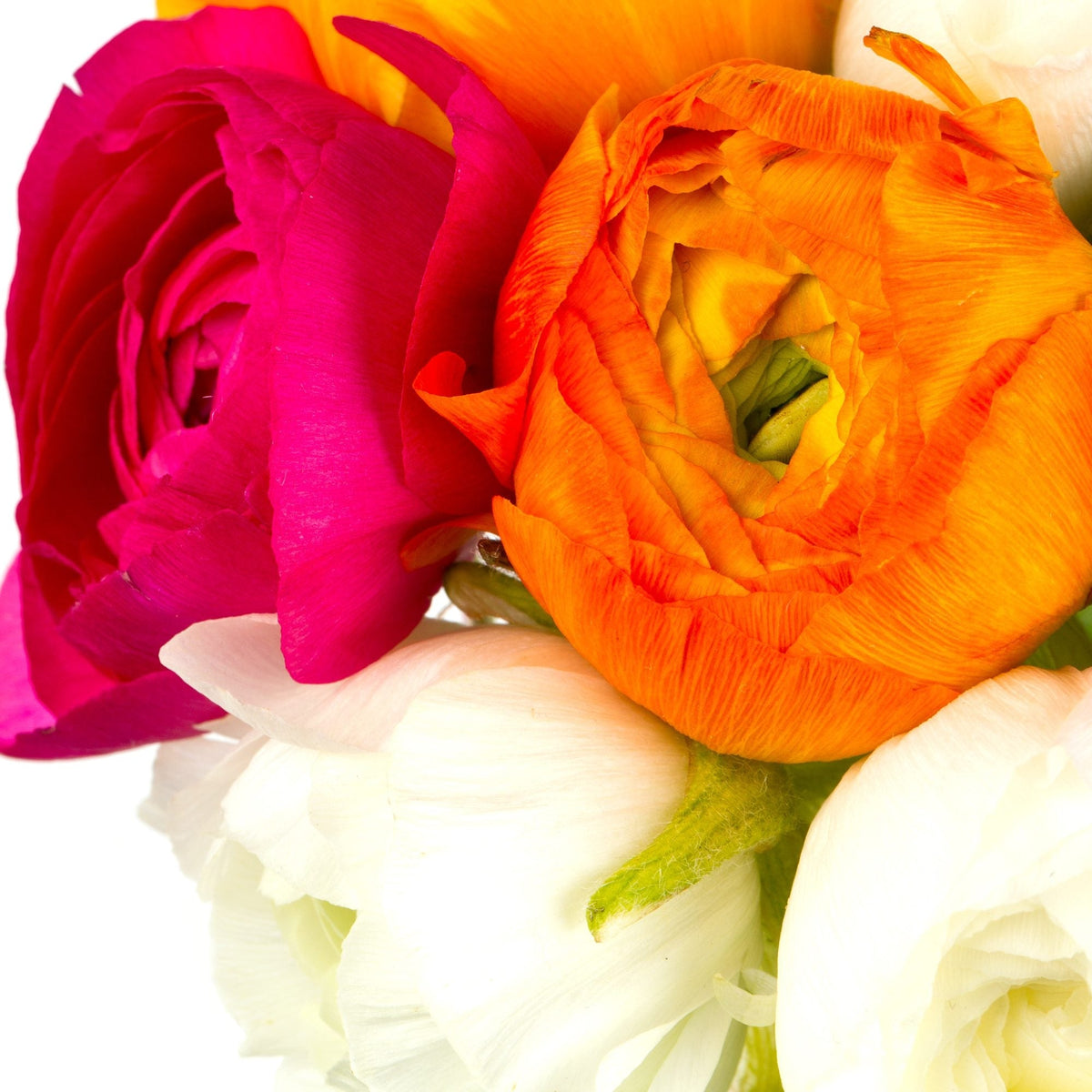 Ranunculus - Tecolote Spring Fever Collection