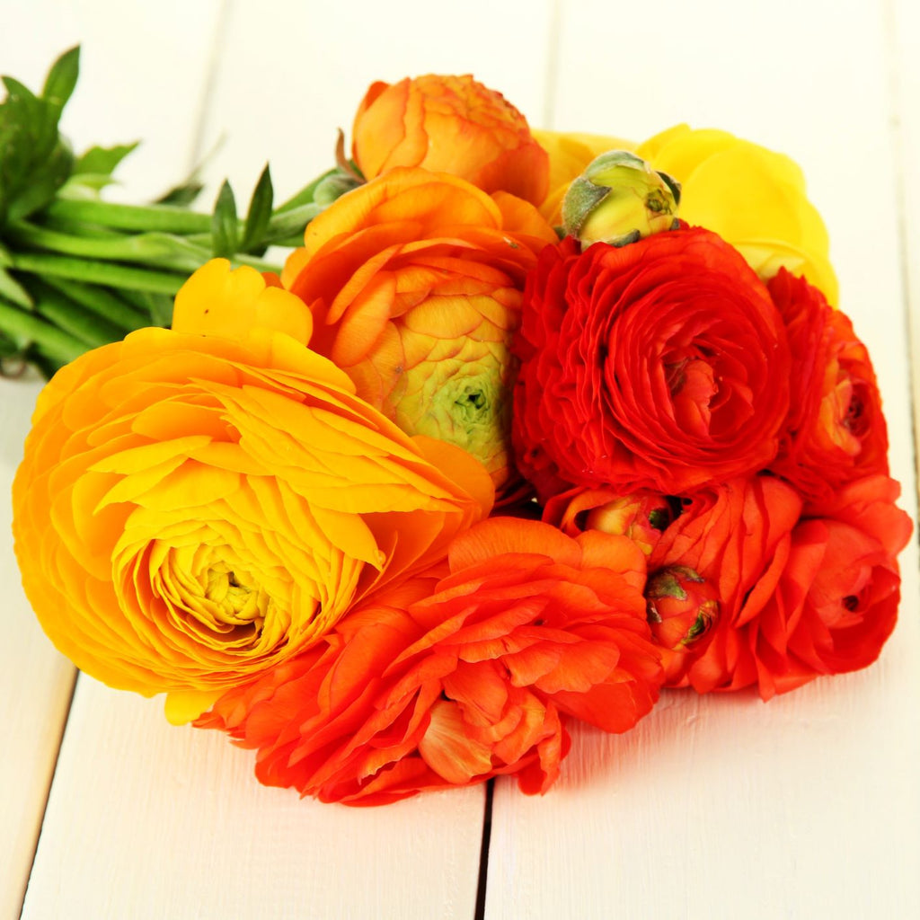 Ranunculus - Tecolote Burning Embers Collection