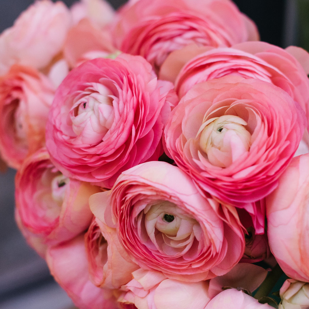 Ranunculus - Tecolote Pink