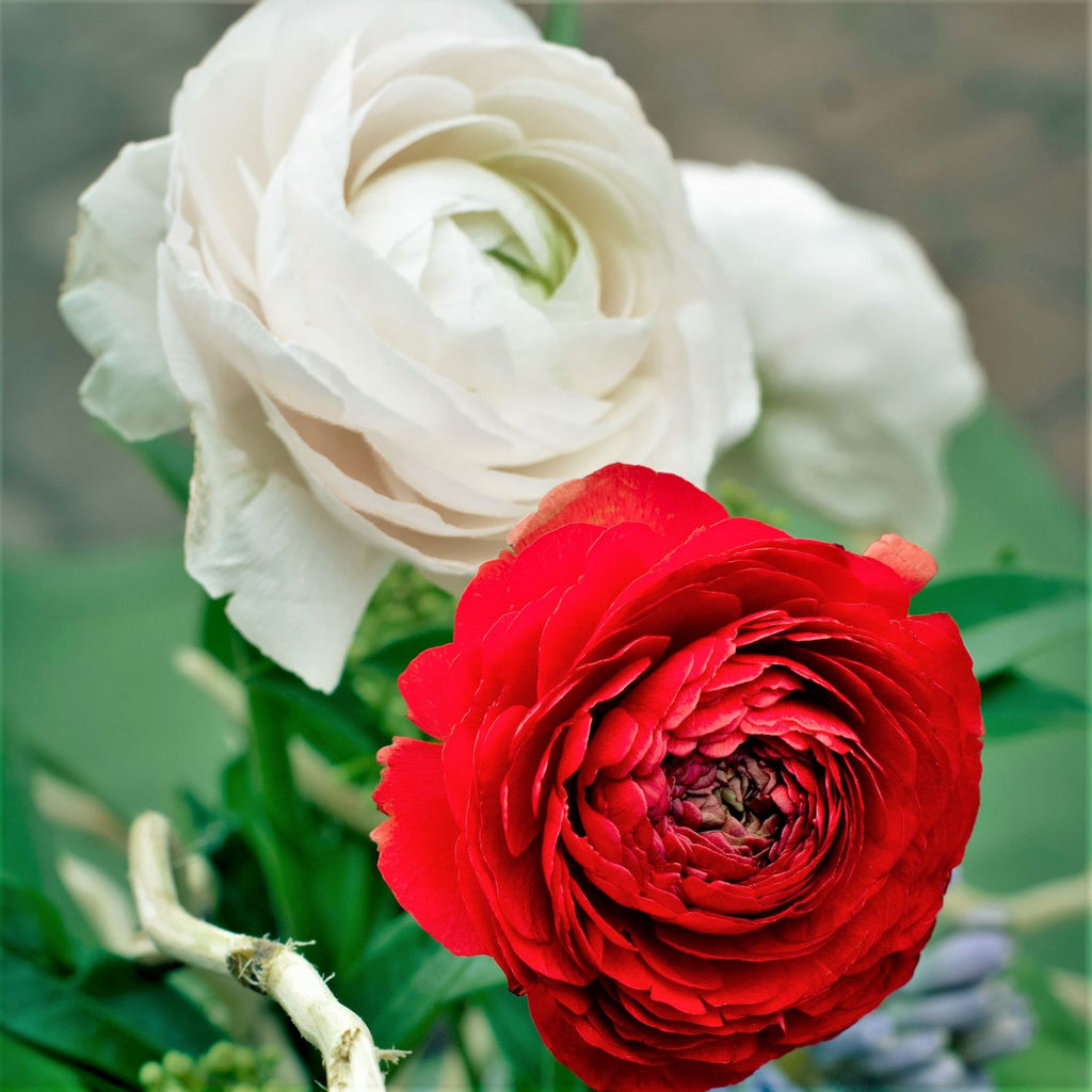 Ranunculus - Tecolote Romance Collection