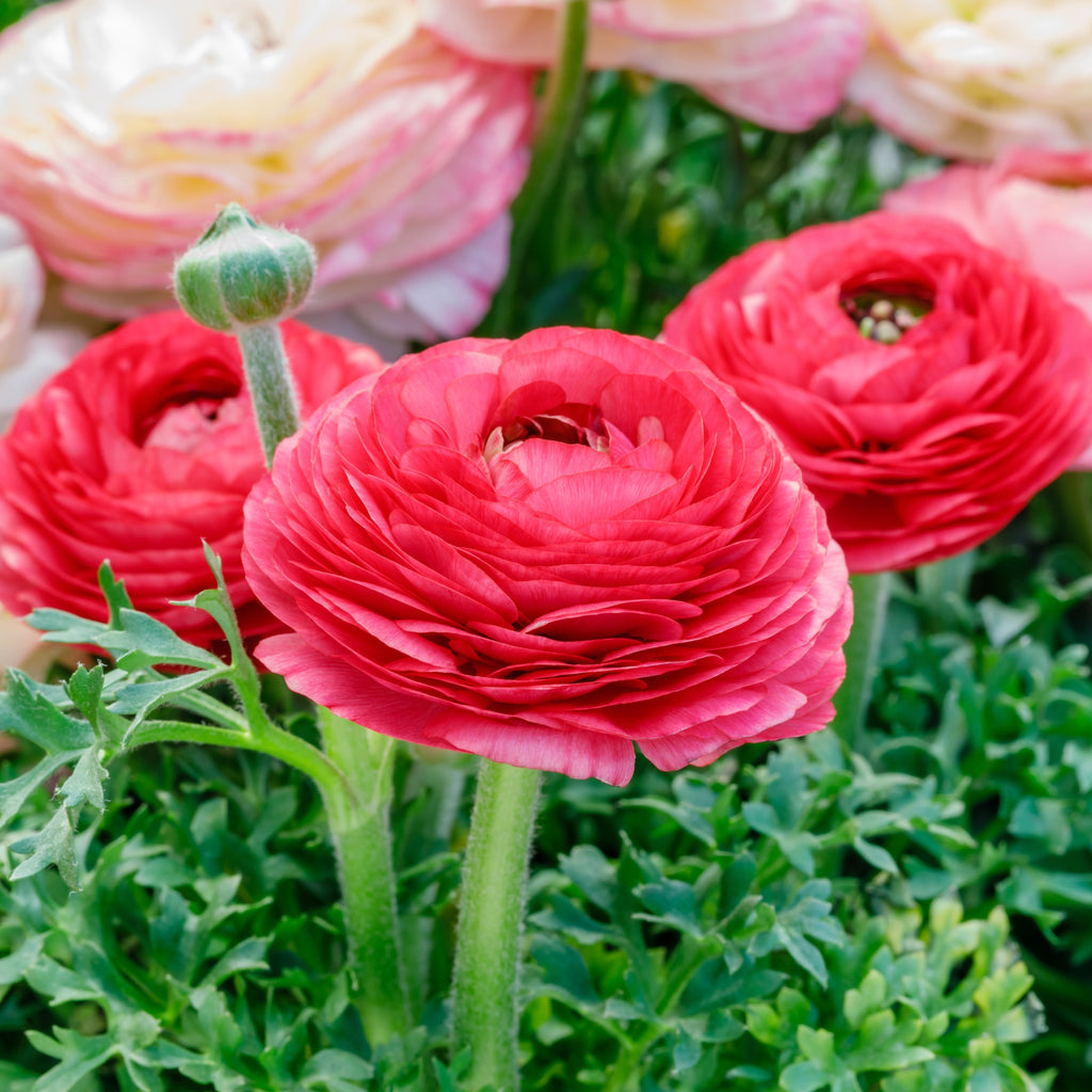 Ranunculus - Tecolote Rose