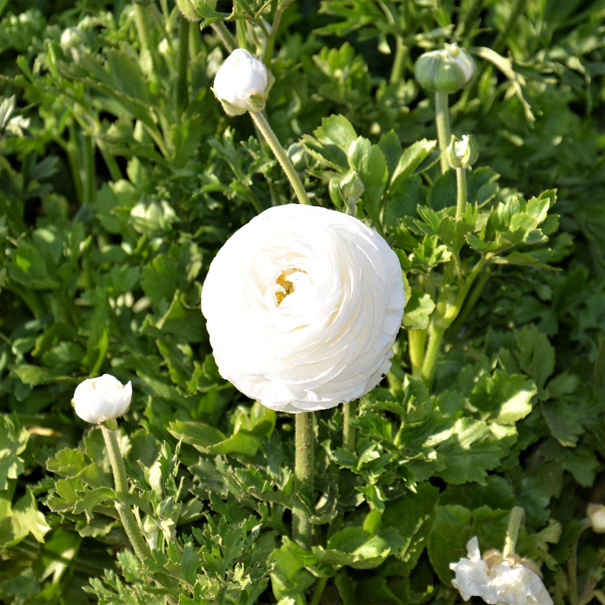 Ranunculus - Tecolote White