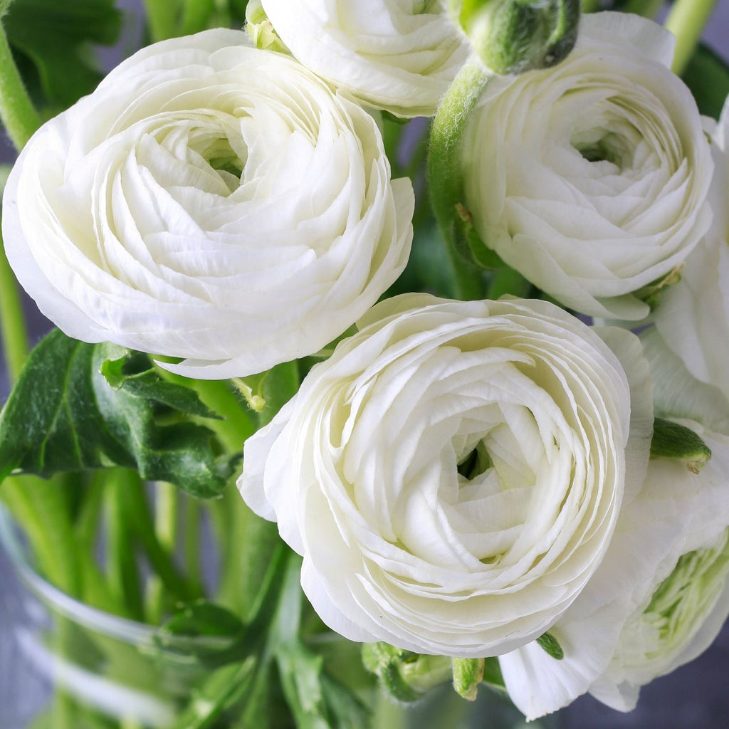 Ranunculus - Tecolote Romance Collection