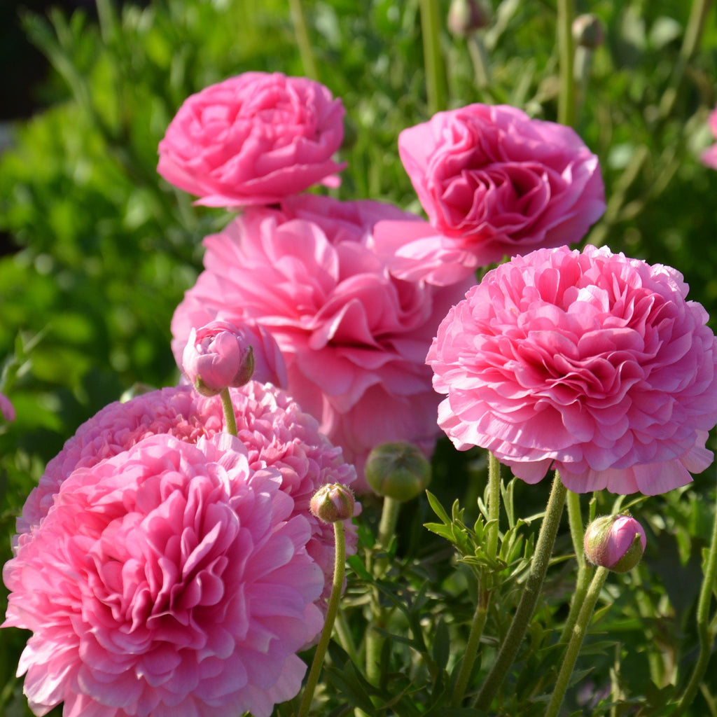 Ranunculus - Tecolote Pink