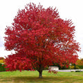 Maple 'Native Red'
