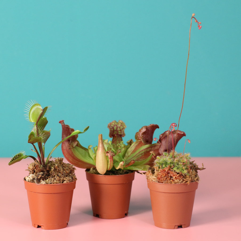 Trio of Terror Carnivorous Plant Bundle