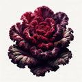 Kale (Frisé Rouge) (4x)