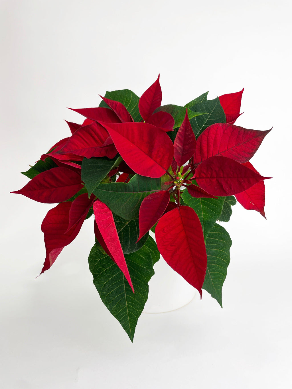 Poinsettia Christmas Plant