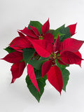 Poinsettia Christmas Plant