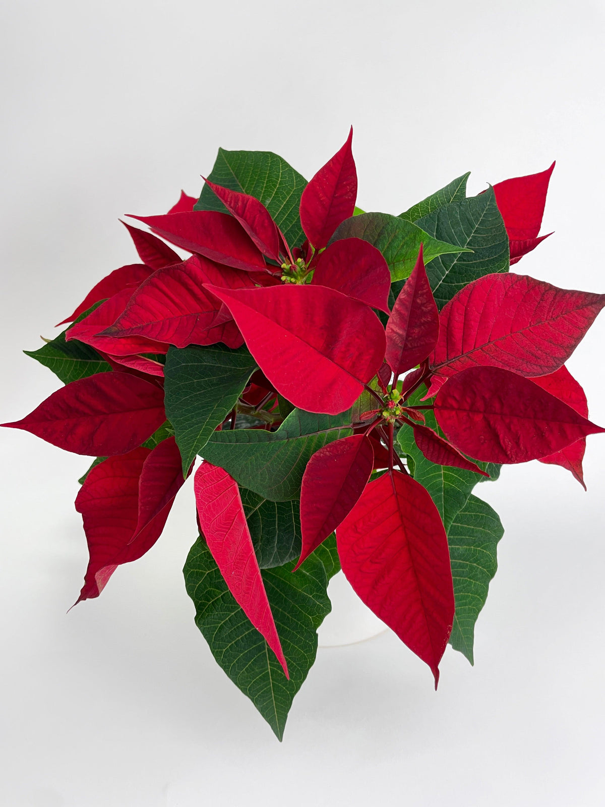 Poinsettia Christmas Plant