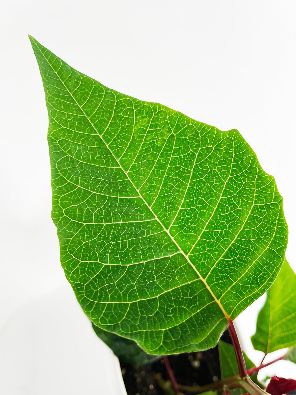 Poinsettia Christmas Plant - White