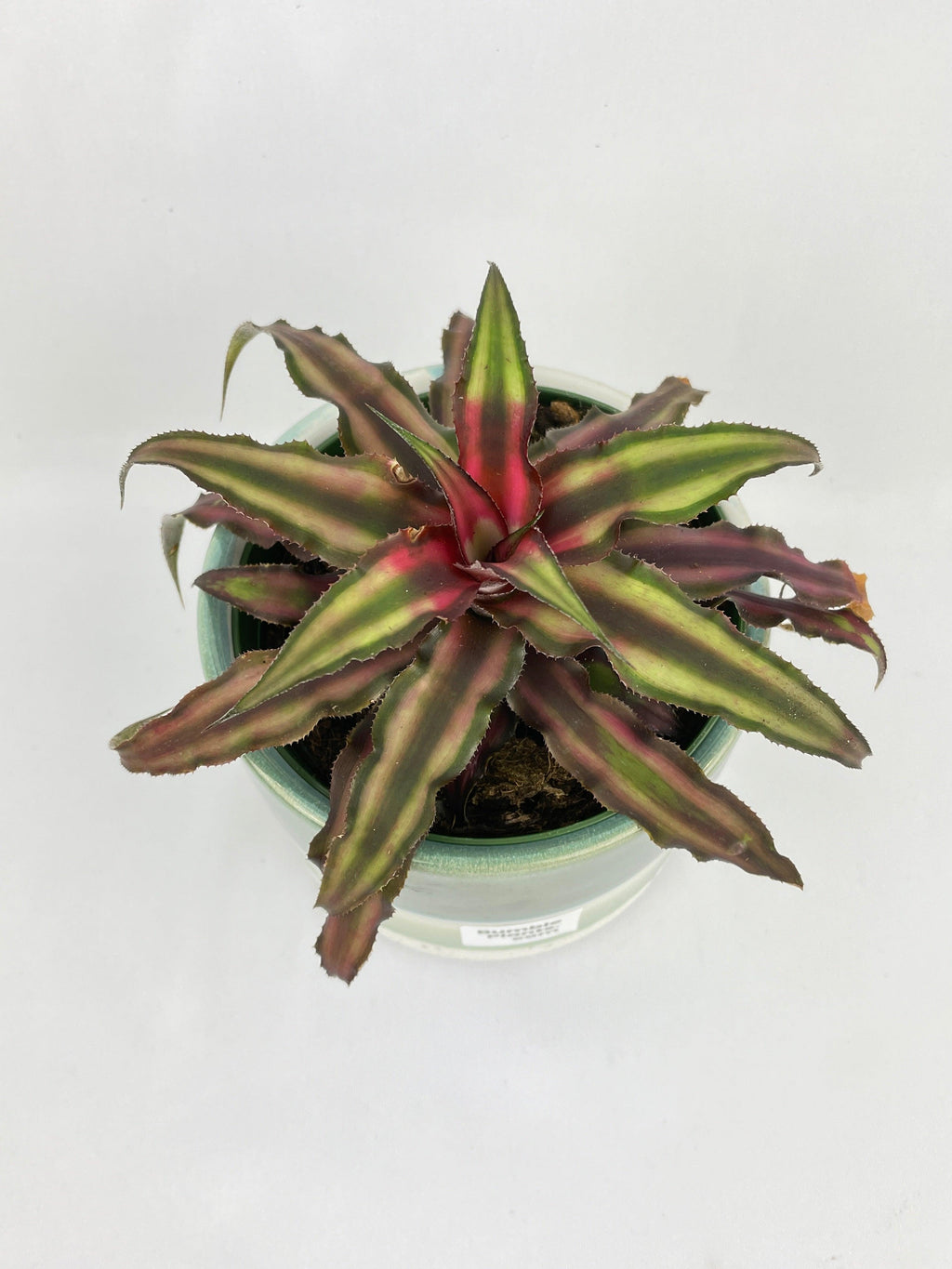 Red Star Bromeliad Cryptanthus Bivittatus