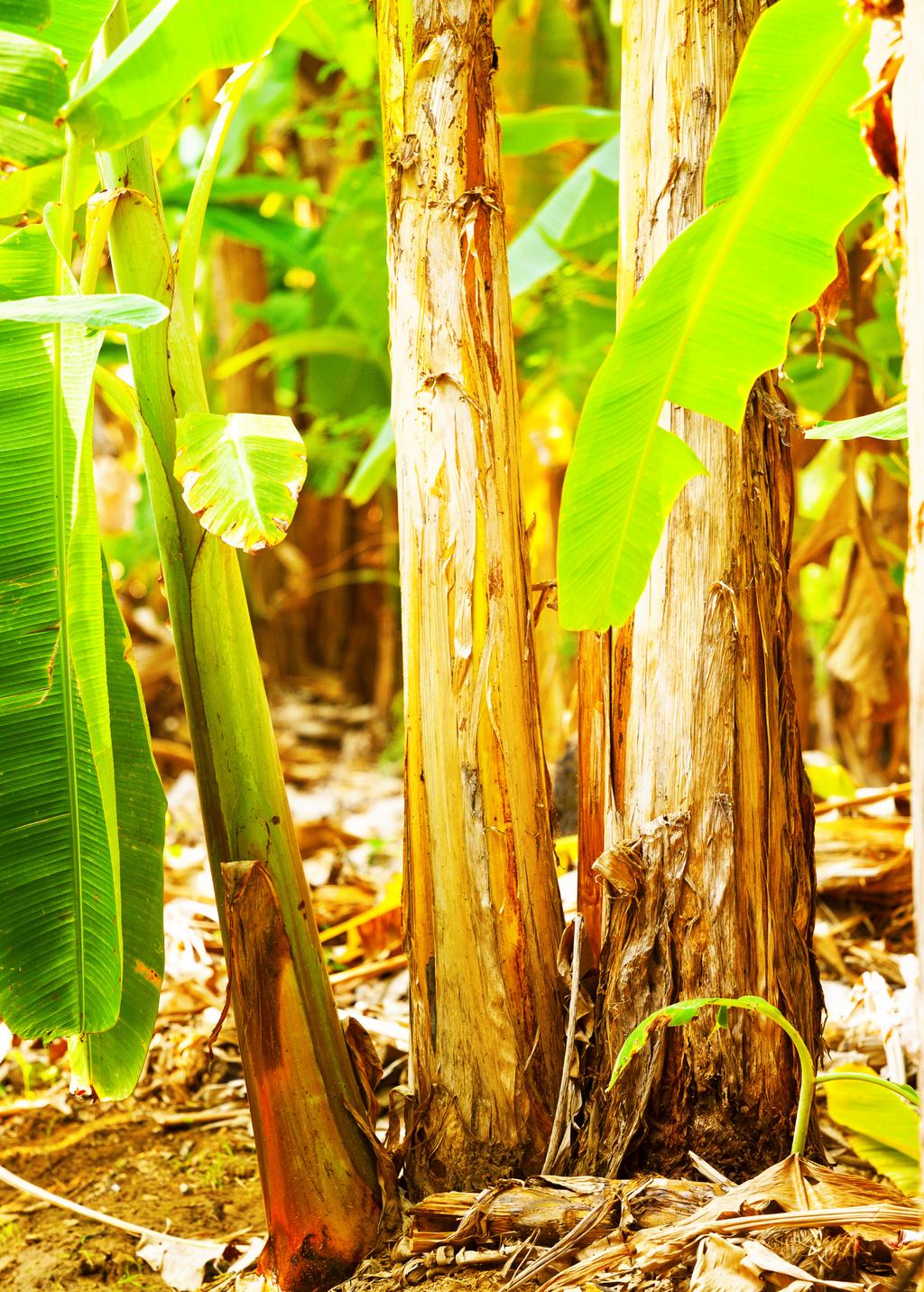 Red Trunk Popo'Ulu Banana (Musa popoulu)