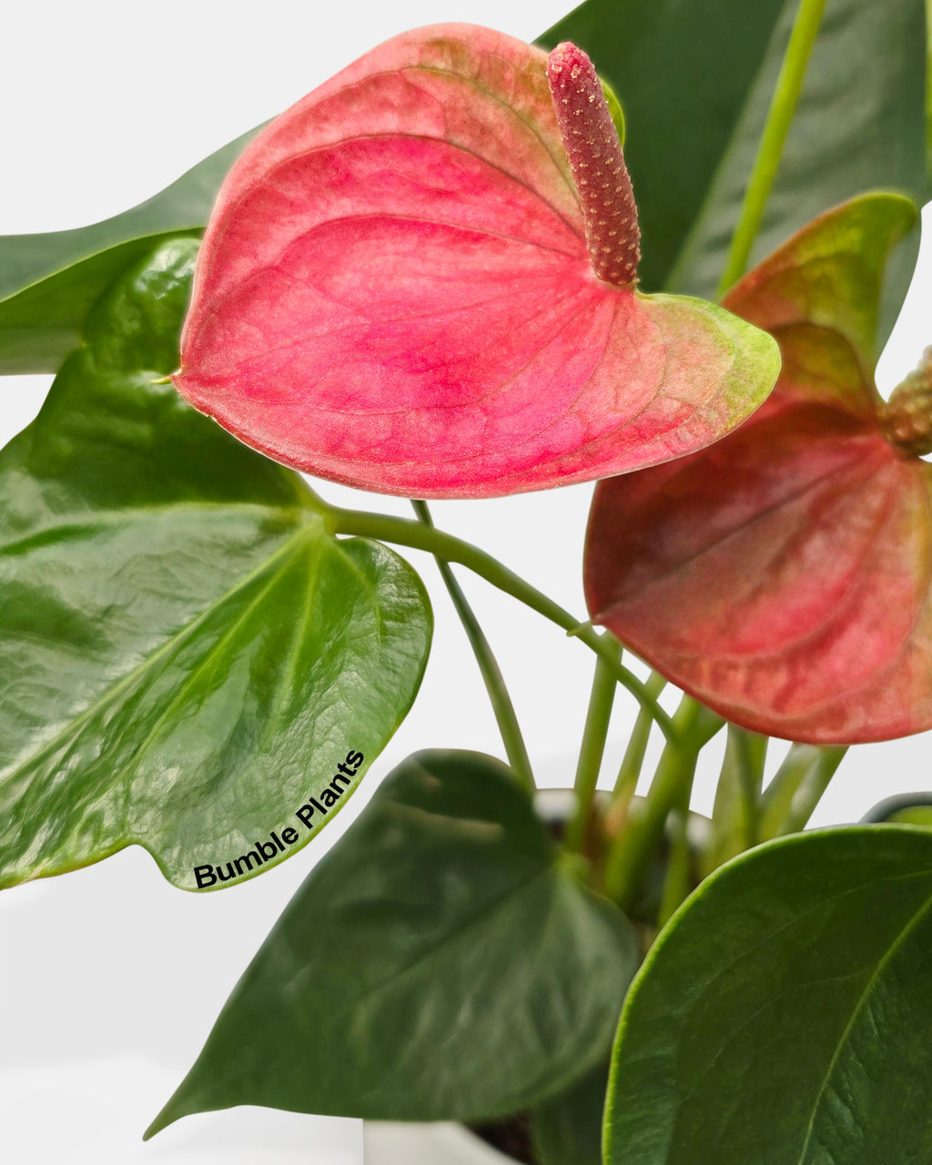 Anthurium Red