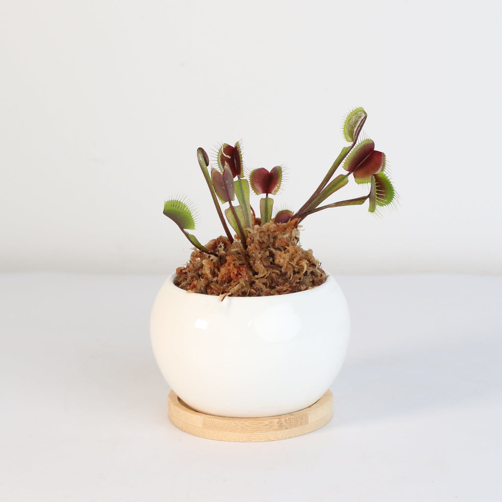 Red Venus Flytrap