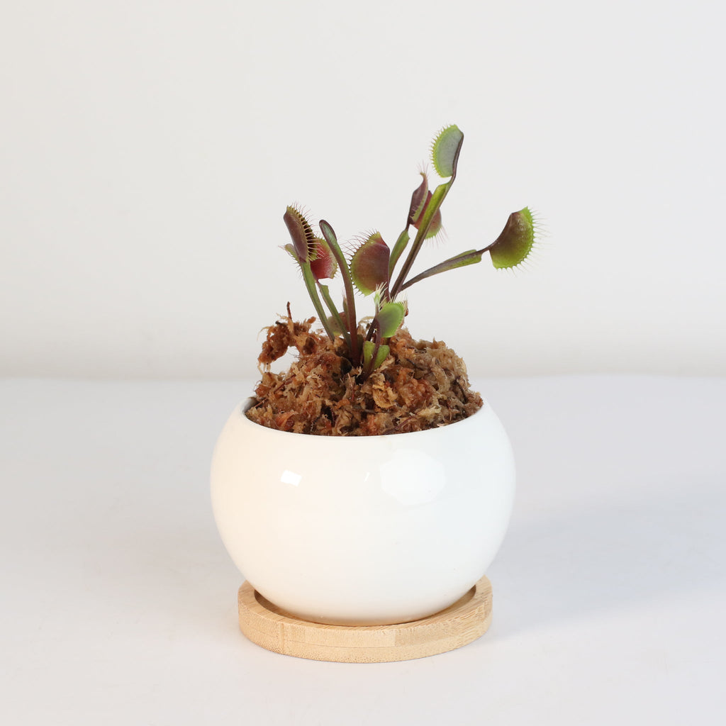 Red Venus Flytrap
