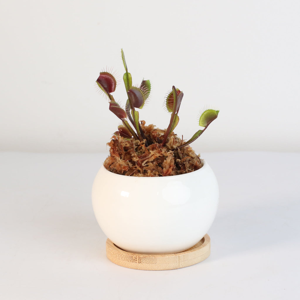 Red Venus Flytrap