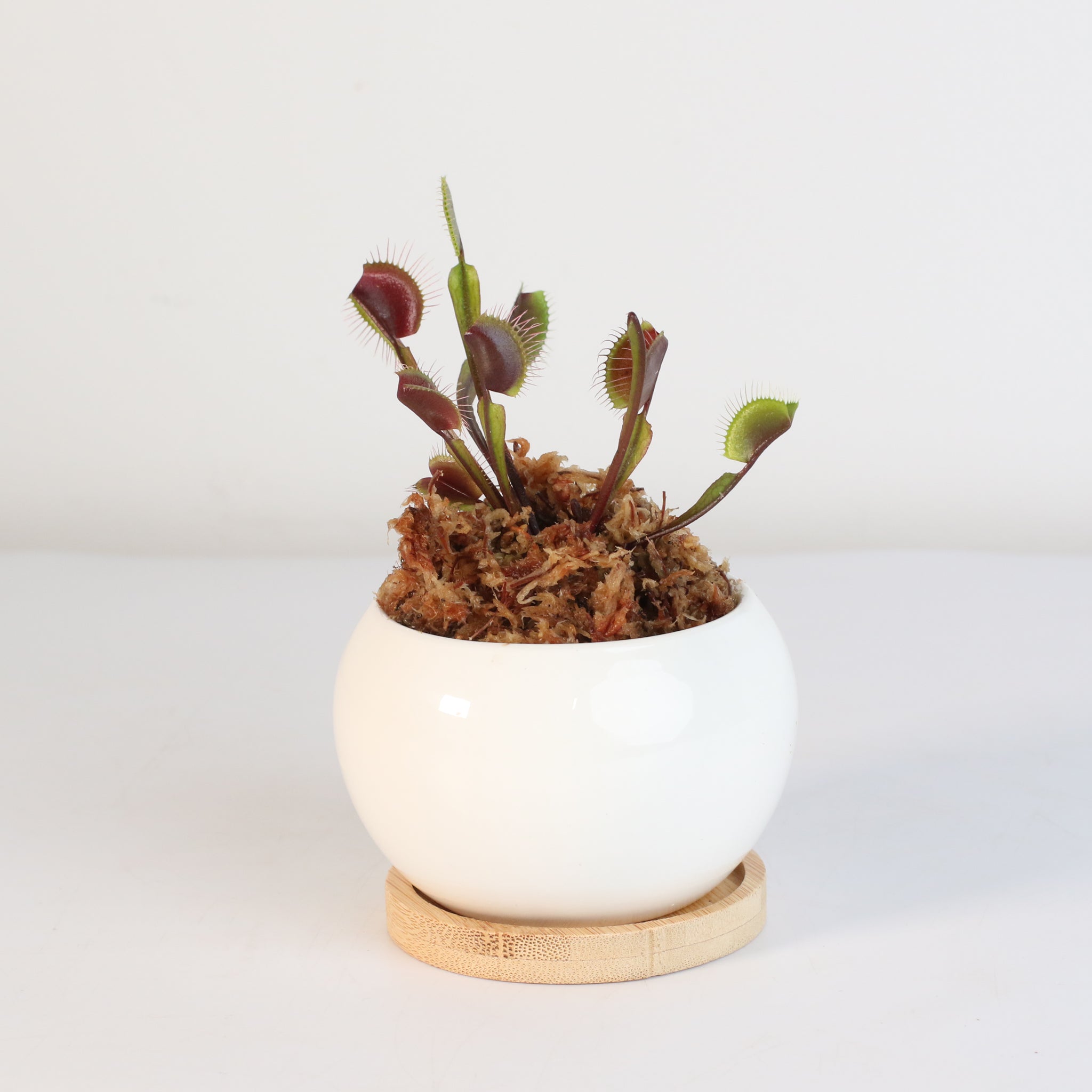 Red Venus Flytrap