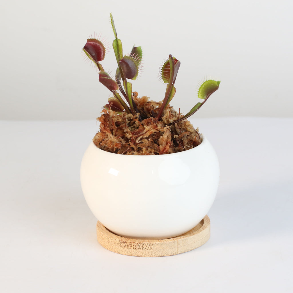 Red Venus Flytrap