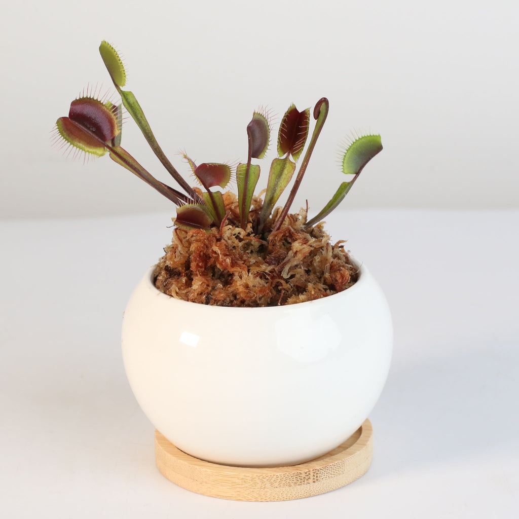 Red Venus Flytrap