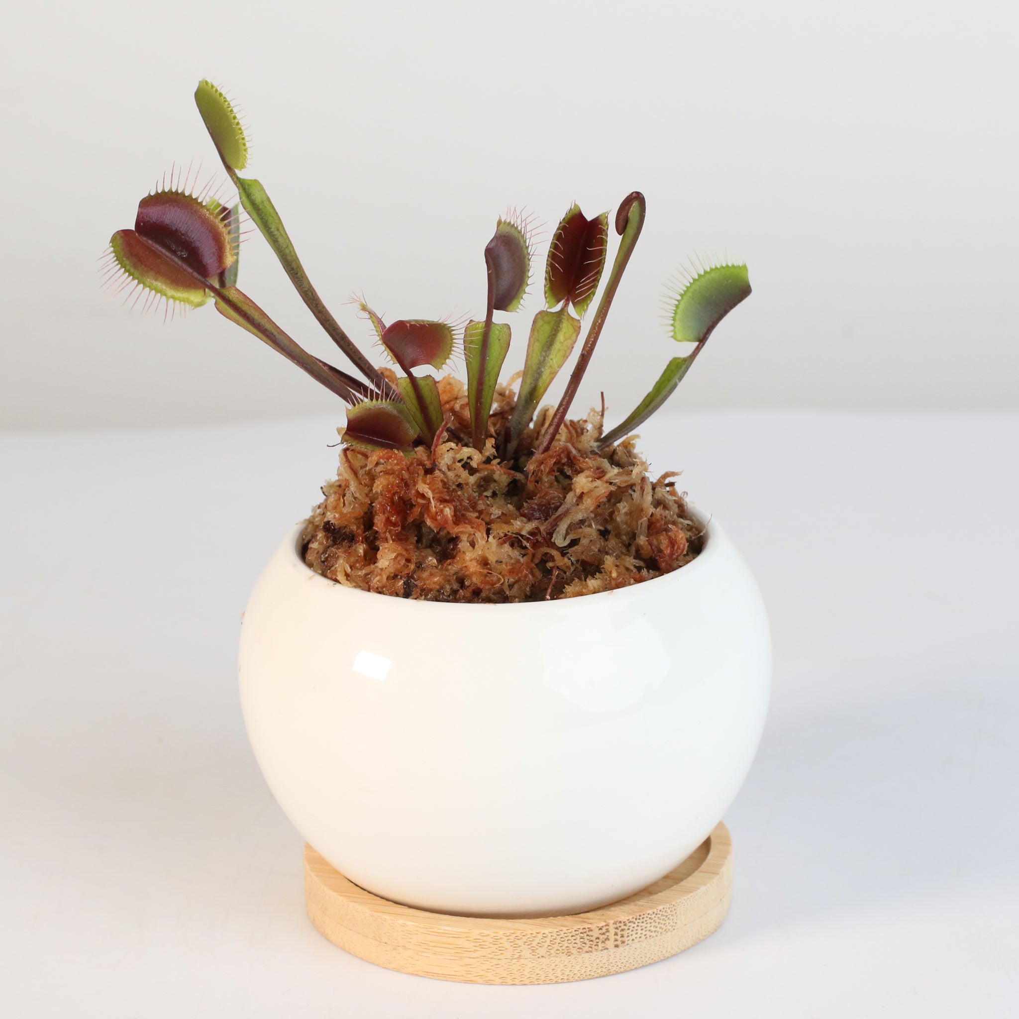 Red Venus Flytrap