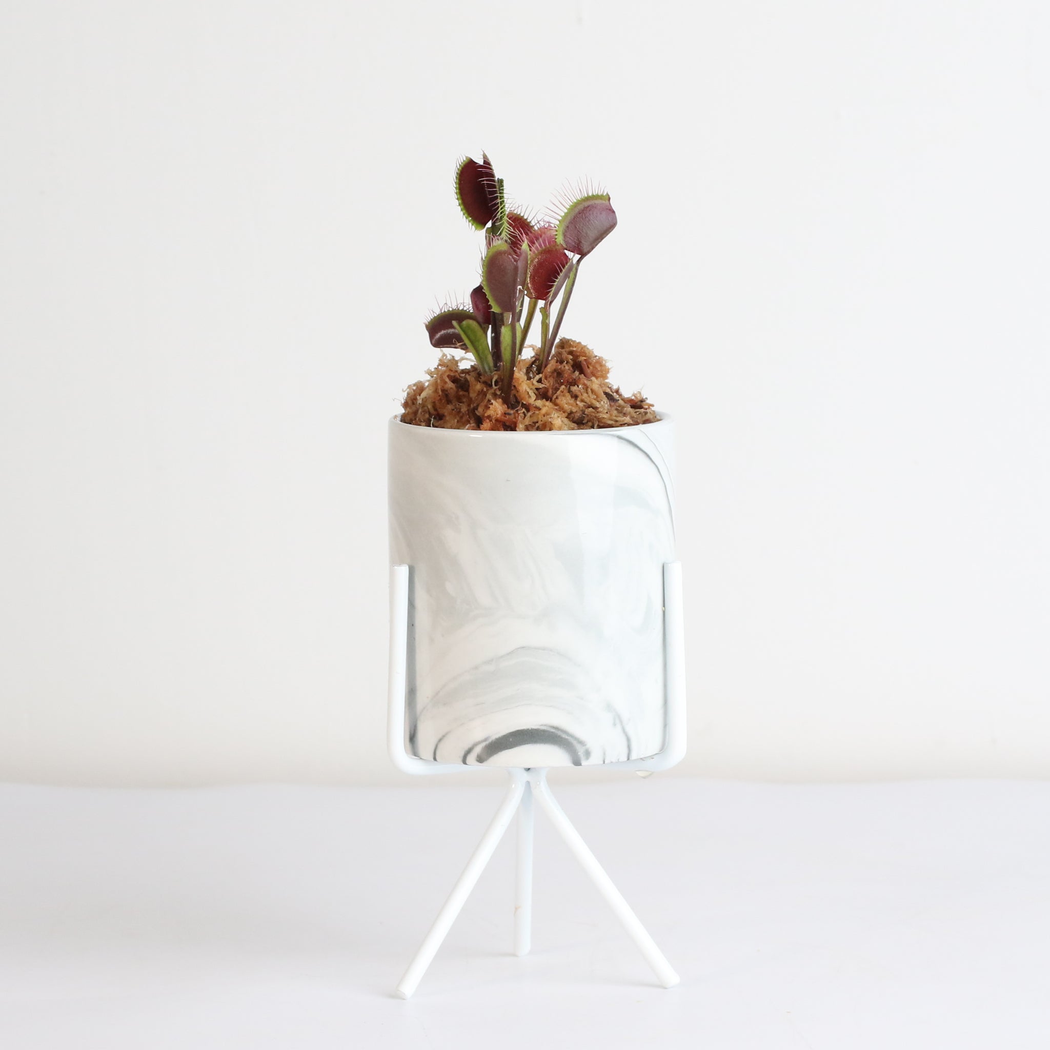 Red Venus Flytrap
