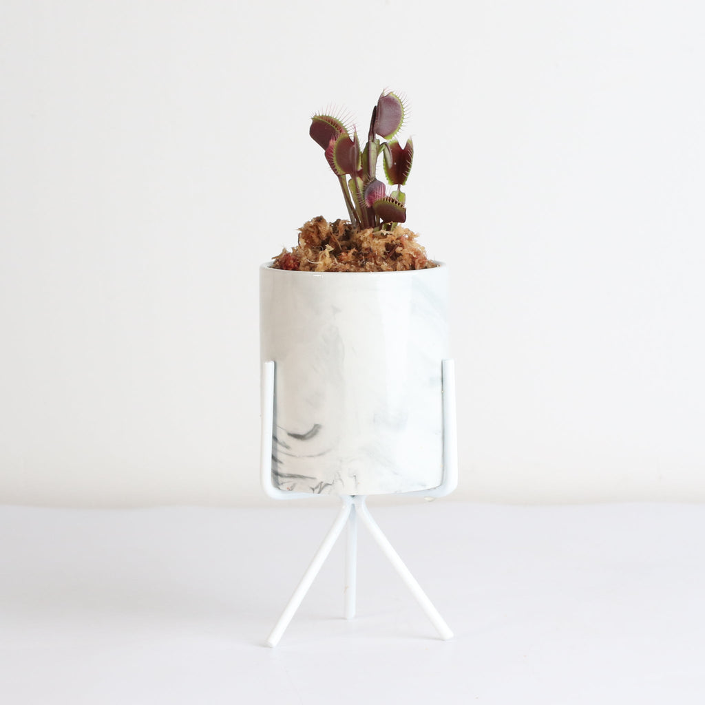 Red Venus Flytrap