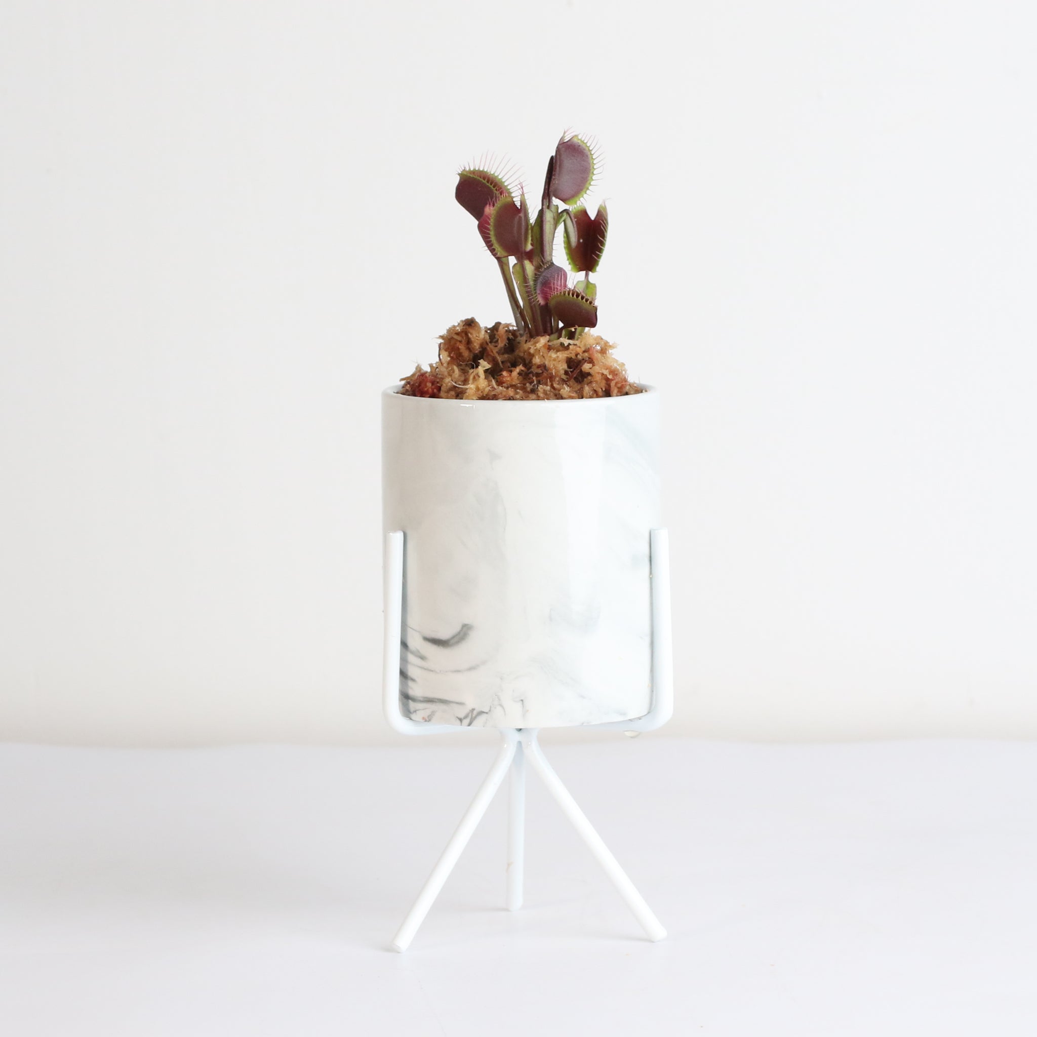Red Venus Flytrap