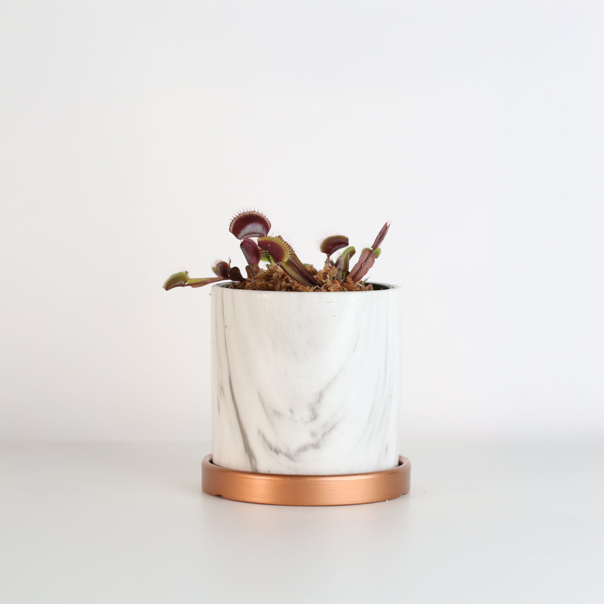 Red Venus Flytrap