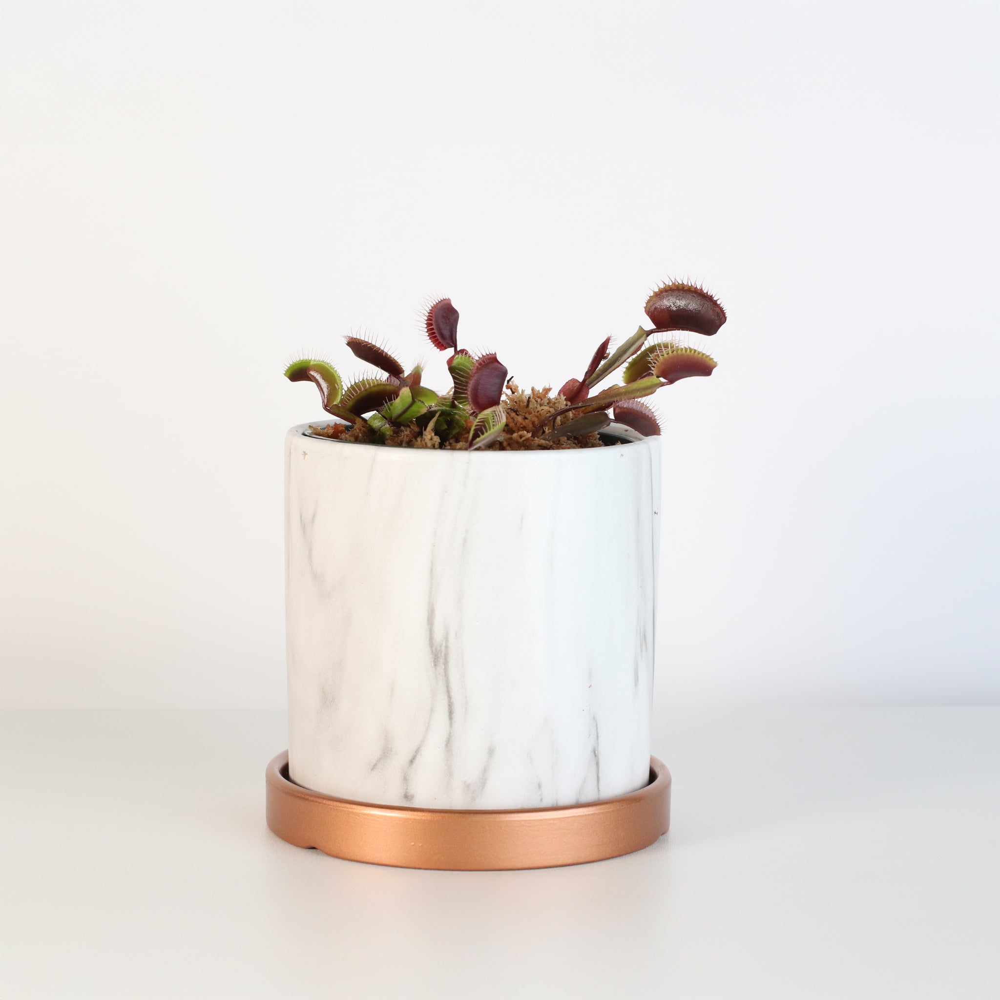 Red Venus Flytrap