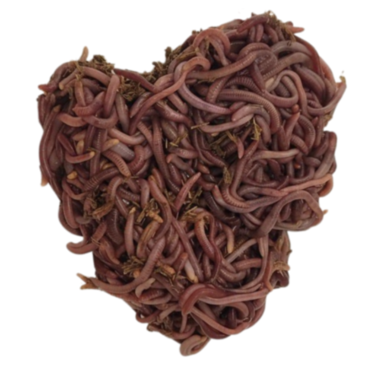 Red Wigglers Composting Worms