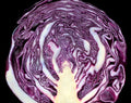 250 Red Acre Cabbage Seeds - Heirloom Non-GMO Red Cabbage Seeds