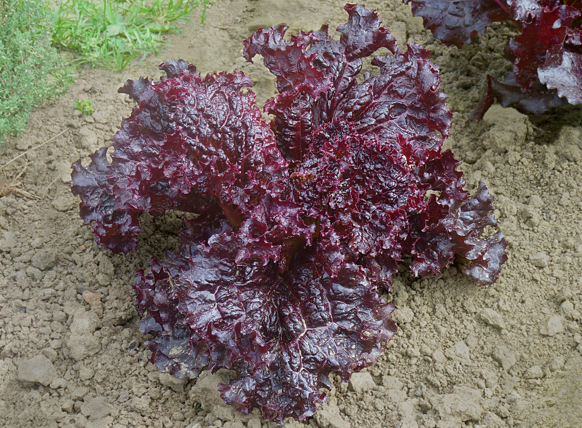 1,000 Ruby Red Leaf Lettuce Seeds