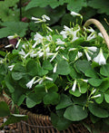 Regnellii var. triangularis Oxalis - 25 bulbs