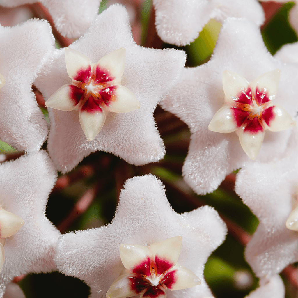 Hoya Krimson Princess Pink Plant