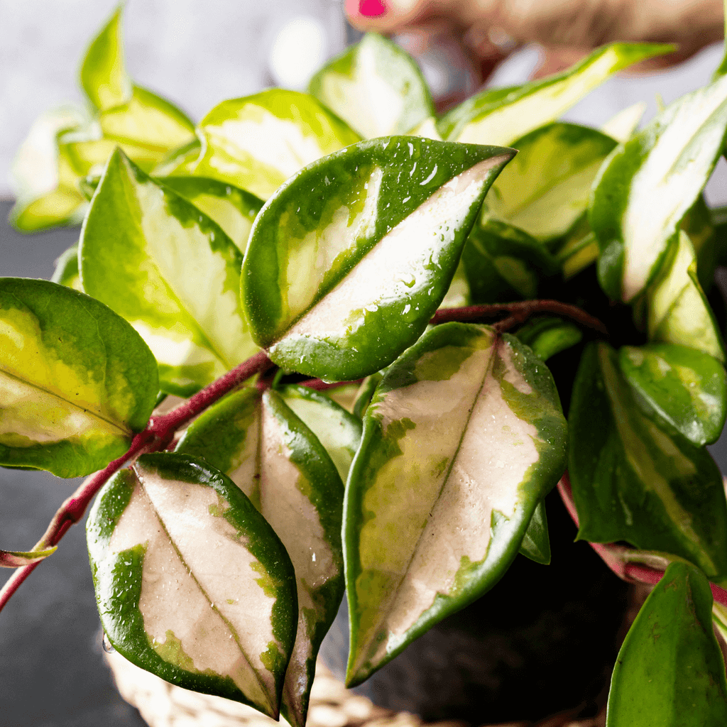 Hoya Krimson Princess Pink Plant