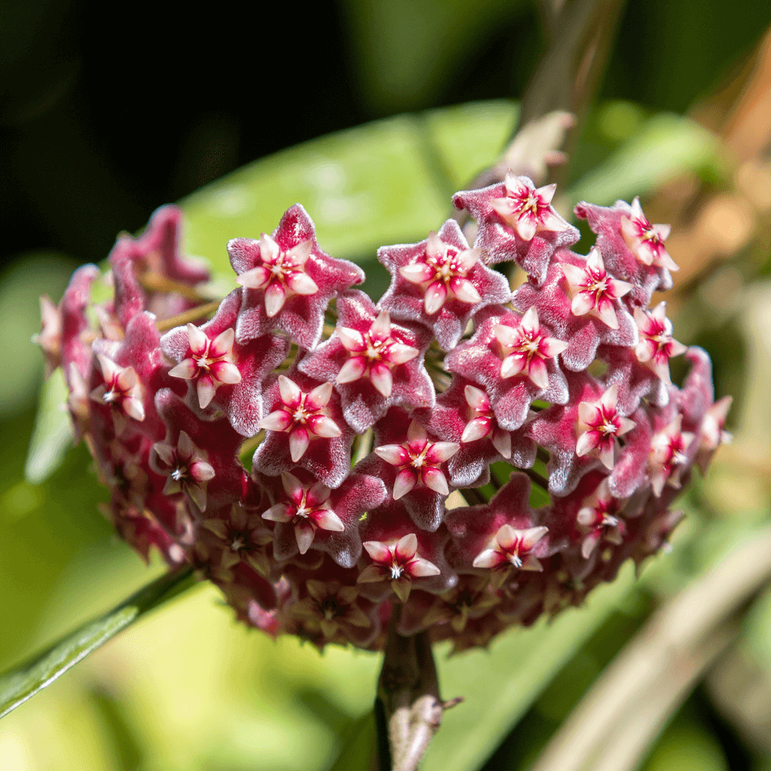 Hoya Pubicalyx Splash Vining Plant