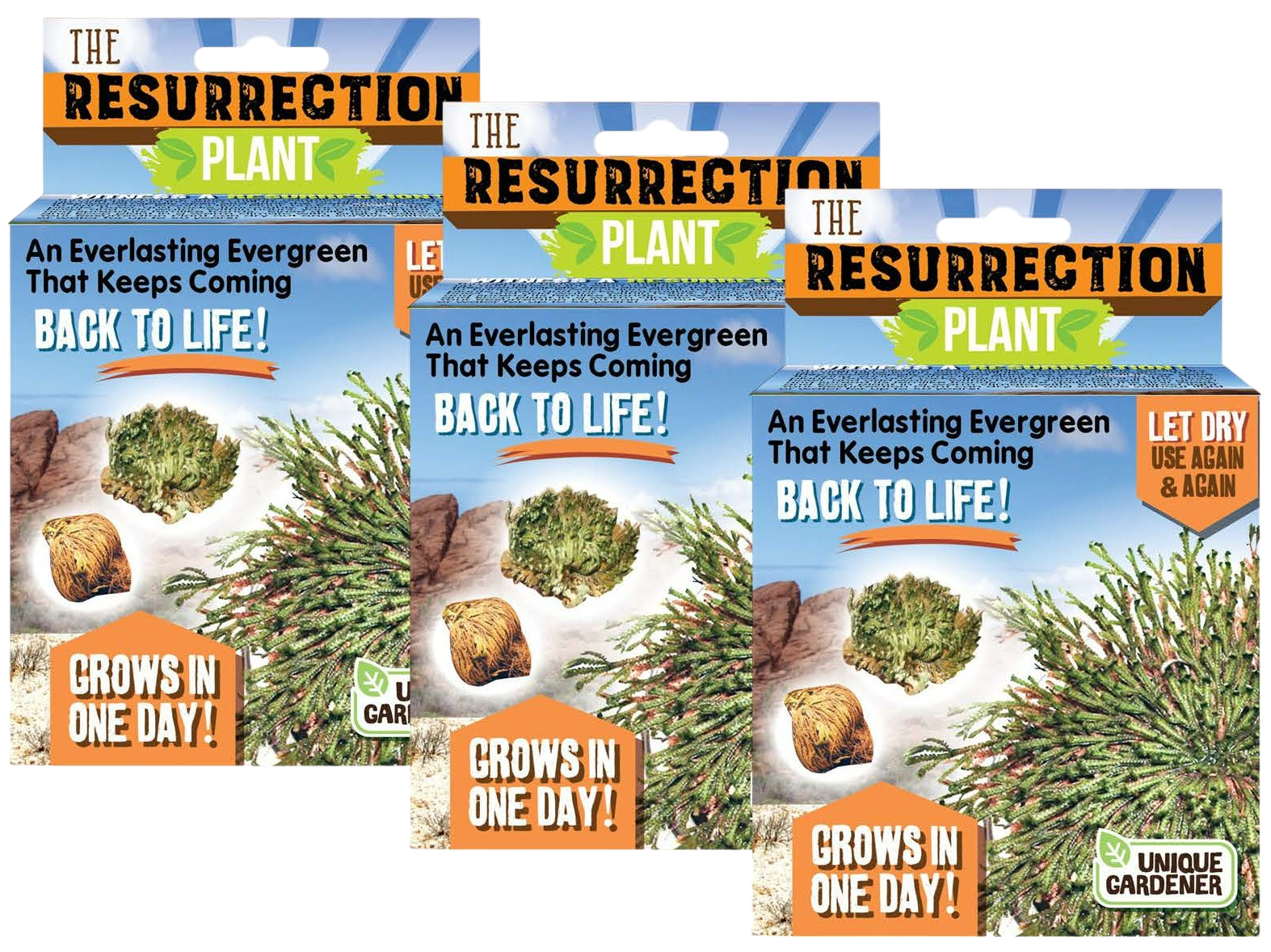 Resurrection Plant -  Multipack of 3