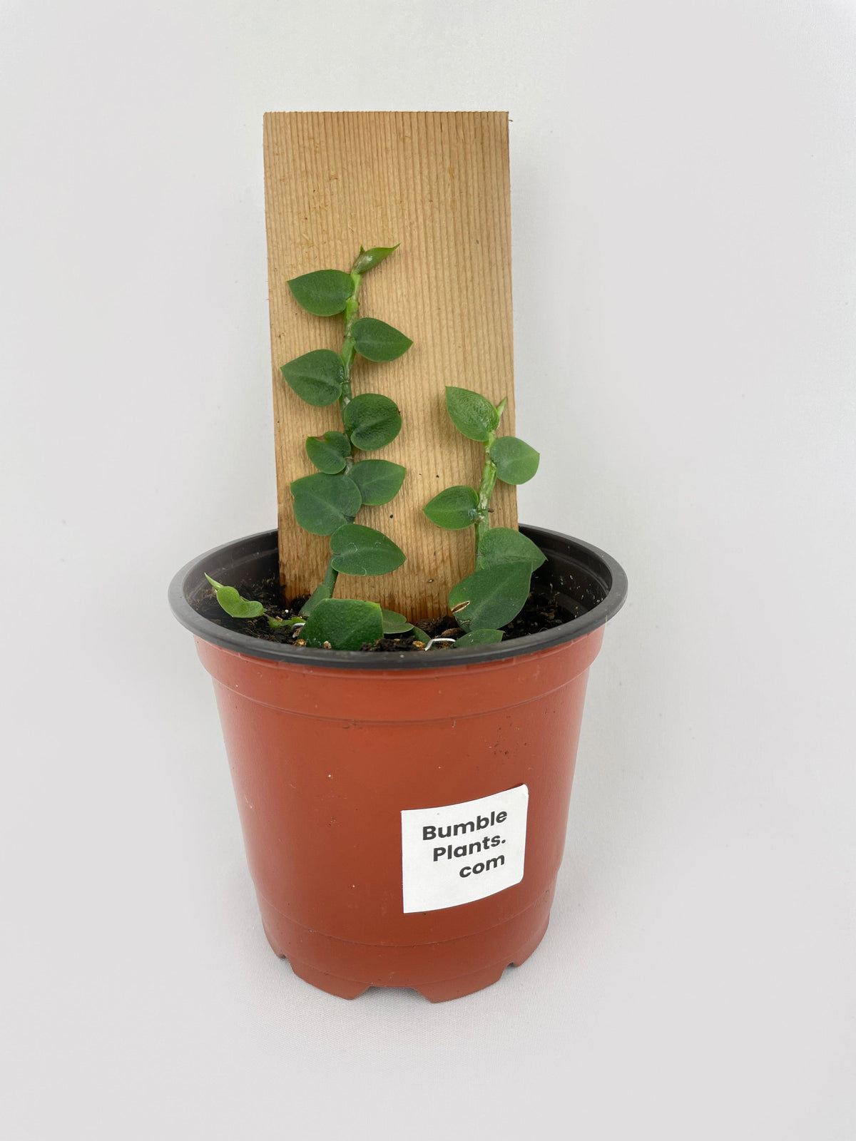 Rhaphidophora Hayi