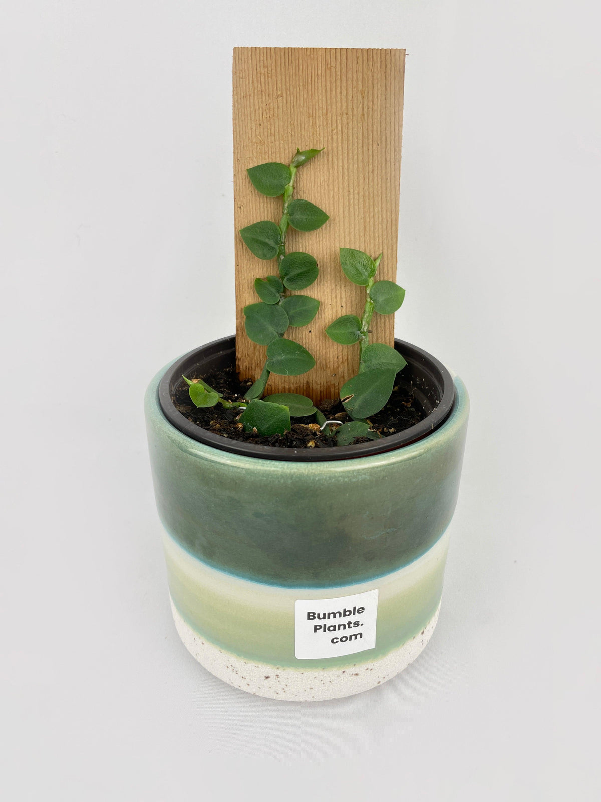 Rhaphidophora Hayi