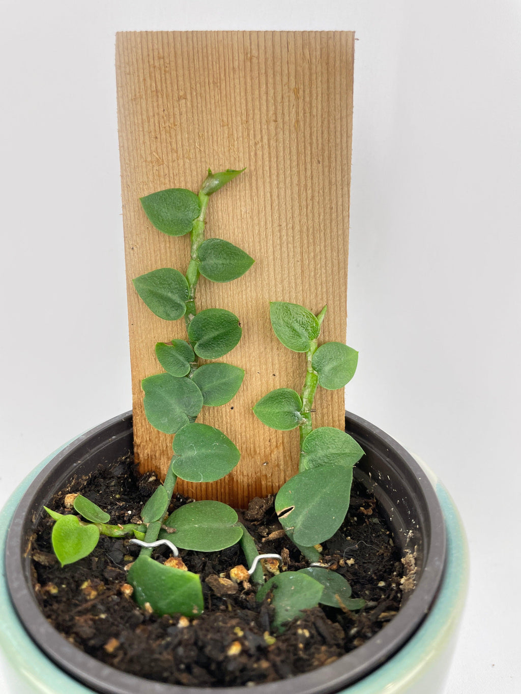 Rhaphidophora Hayi