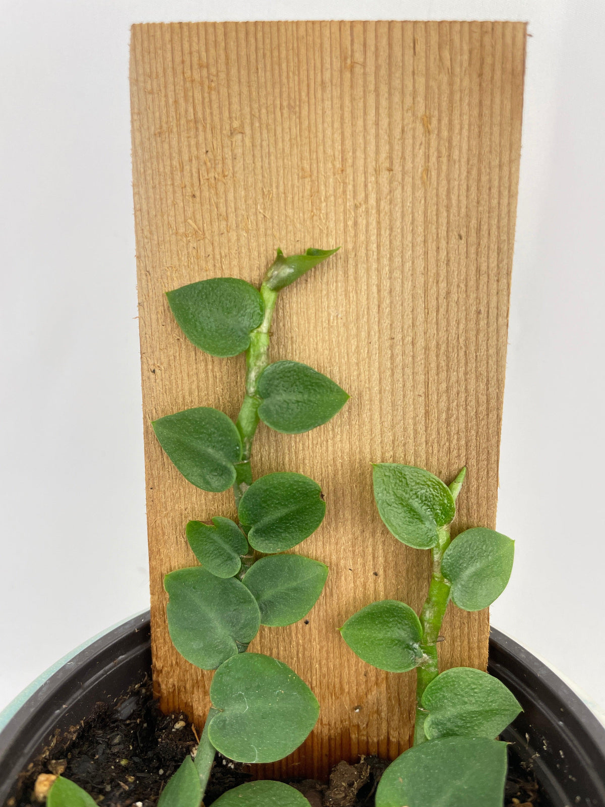 Rhaphidophora Hayi