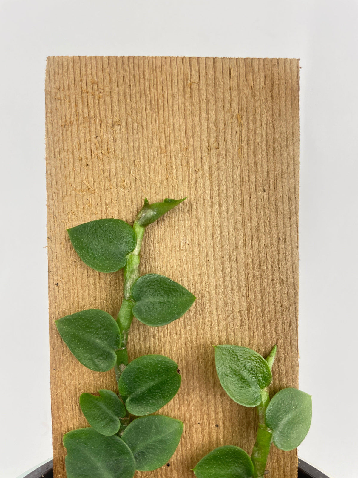Rhaphidophora Hayi
