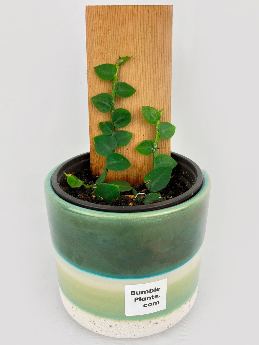 Rhaphidophora Hayi