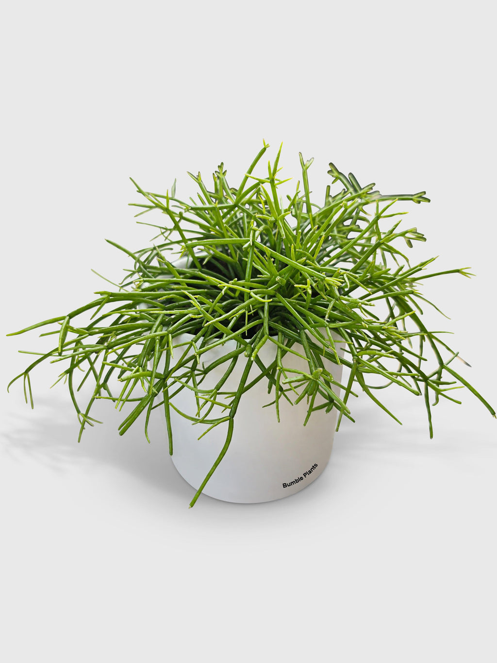 Rhipsalis Cashero Mistletoe Cactus