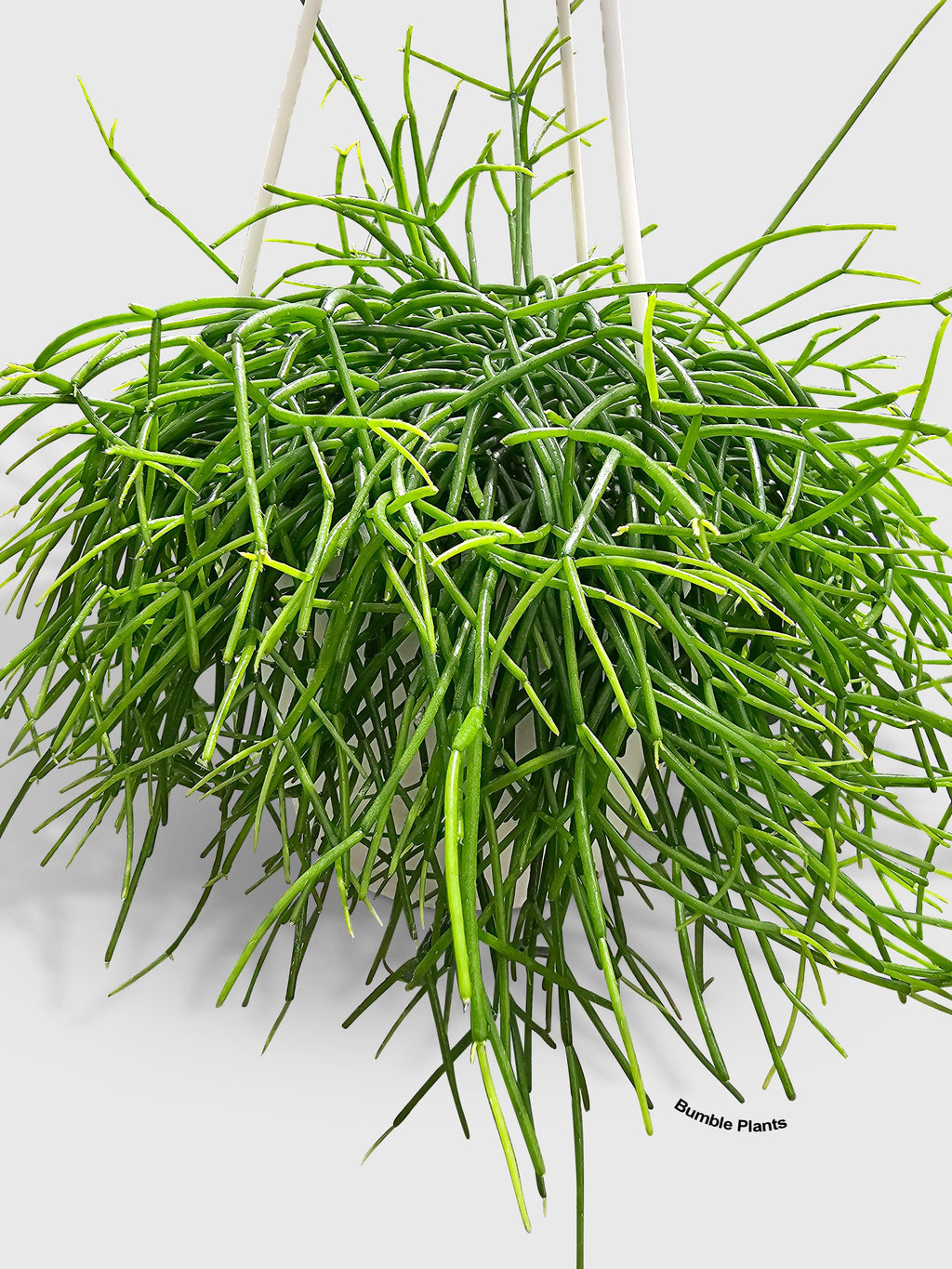 Rhipsalis Cashero Mistletoe Cactus