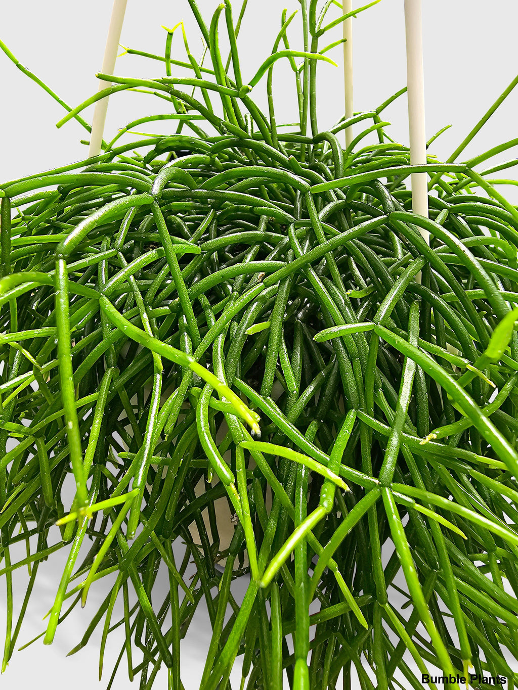 Rhipsalis Cashero Mistletoe Cactus