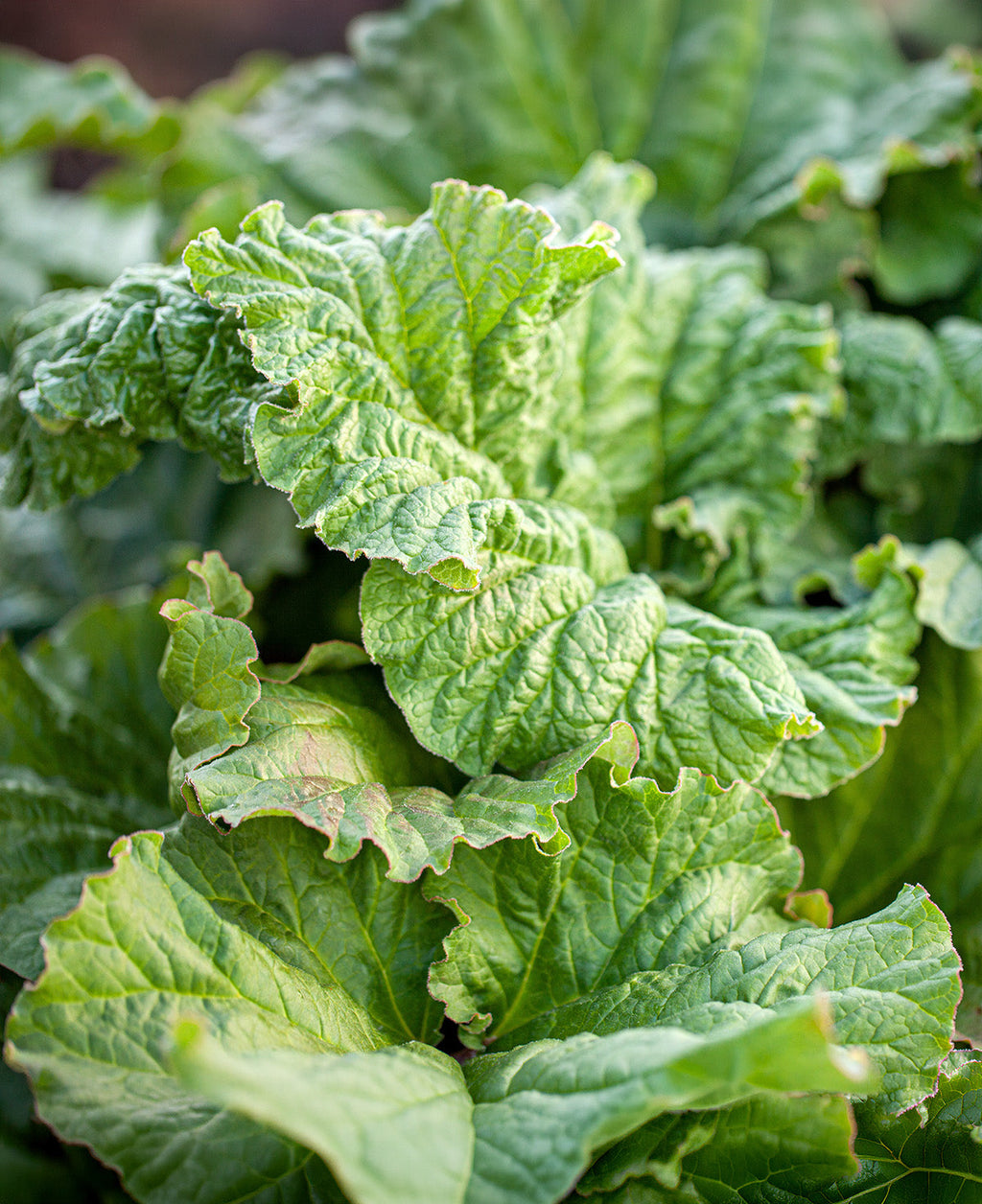 Canada Red Rhubarb Crowns - 1 root division