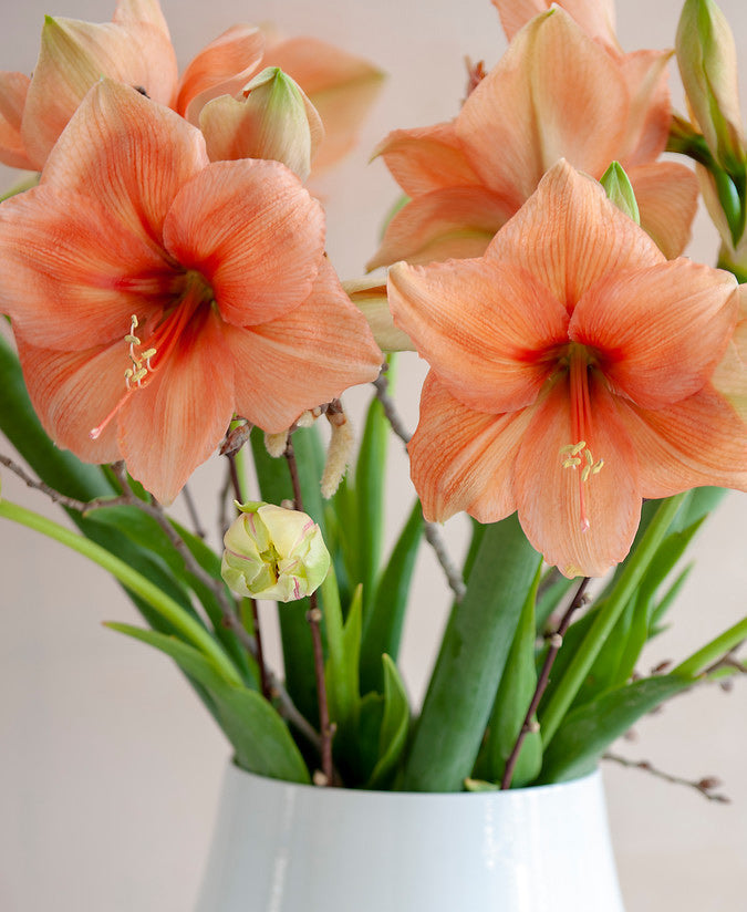 Rilona Amaryllis - 22-26 cm bulb