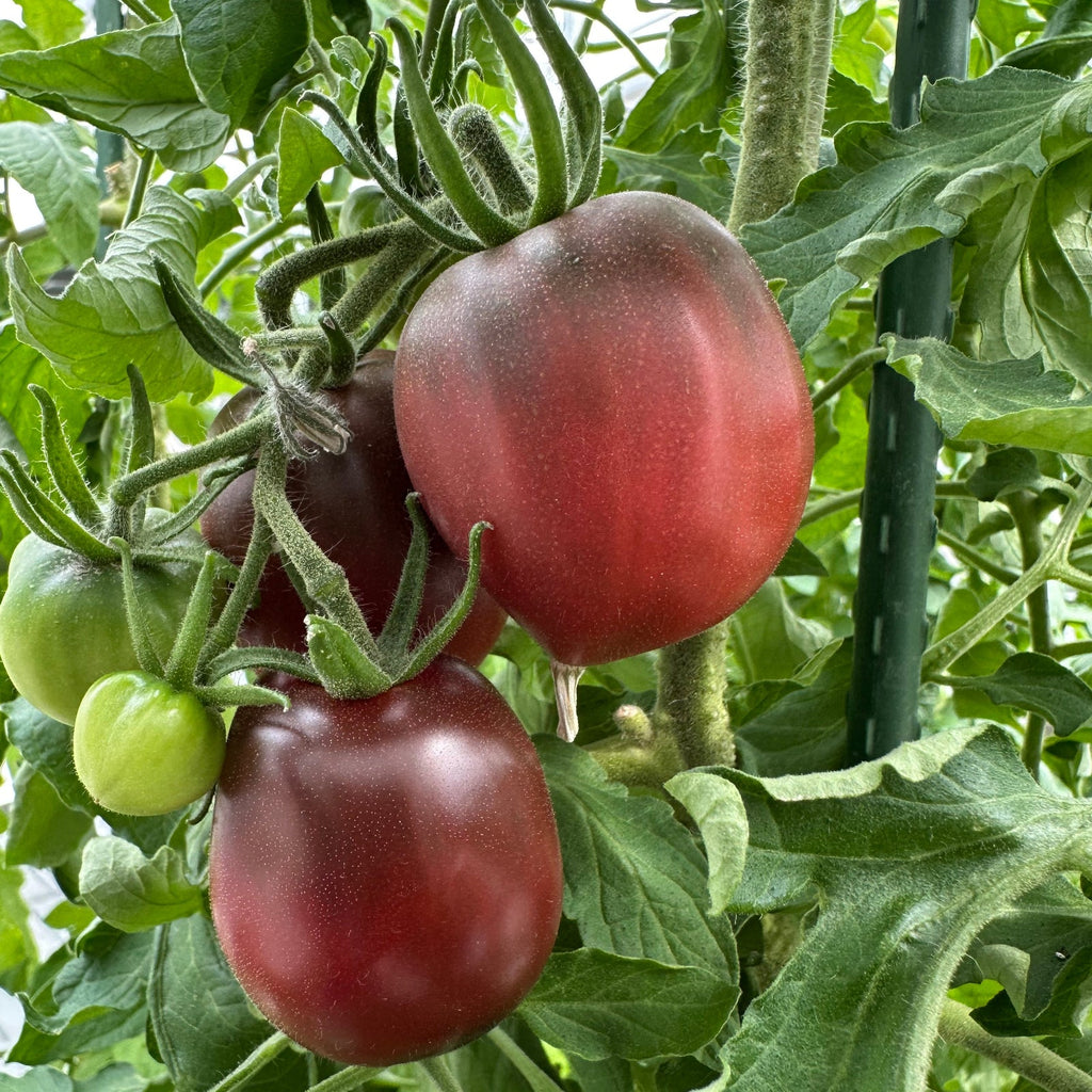 Ukrainian Purple Tomato Seeds